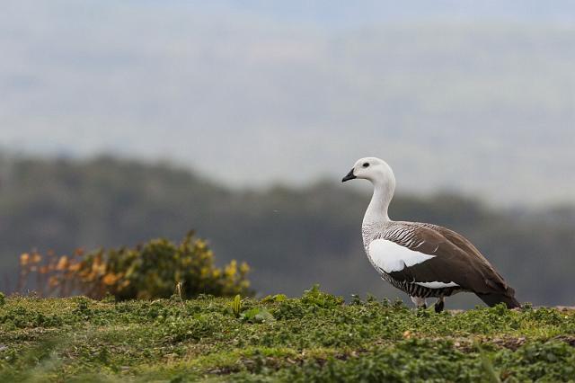 010 Argentinie, Martillo eiland, magelhaen gans.jpg